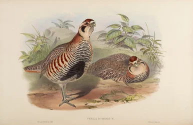 Perdix hodgsoniae